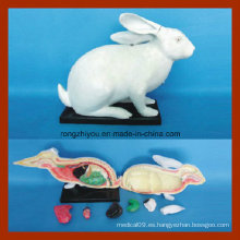 Modelo animal para el modelo de la anatomía del conejo de Wholsale